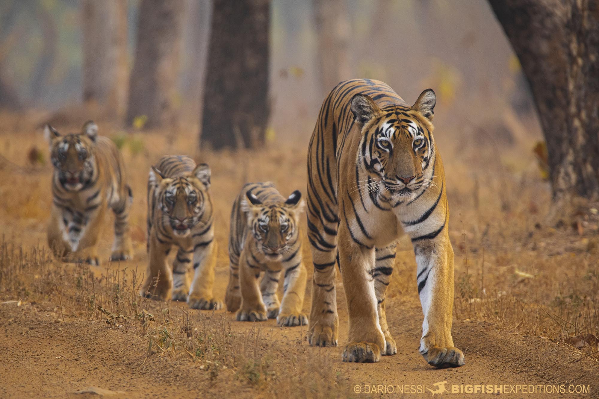 Tadoba Bengal Tiger Photography Tour.