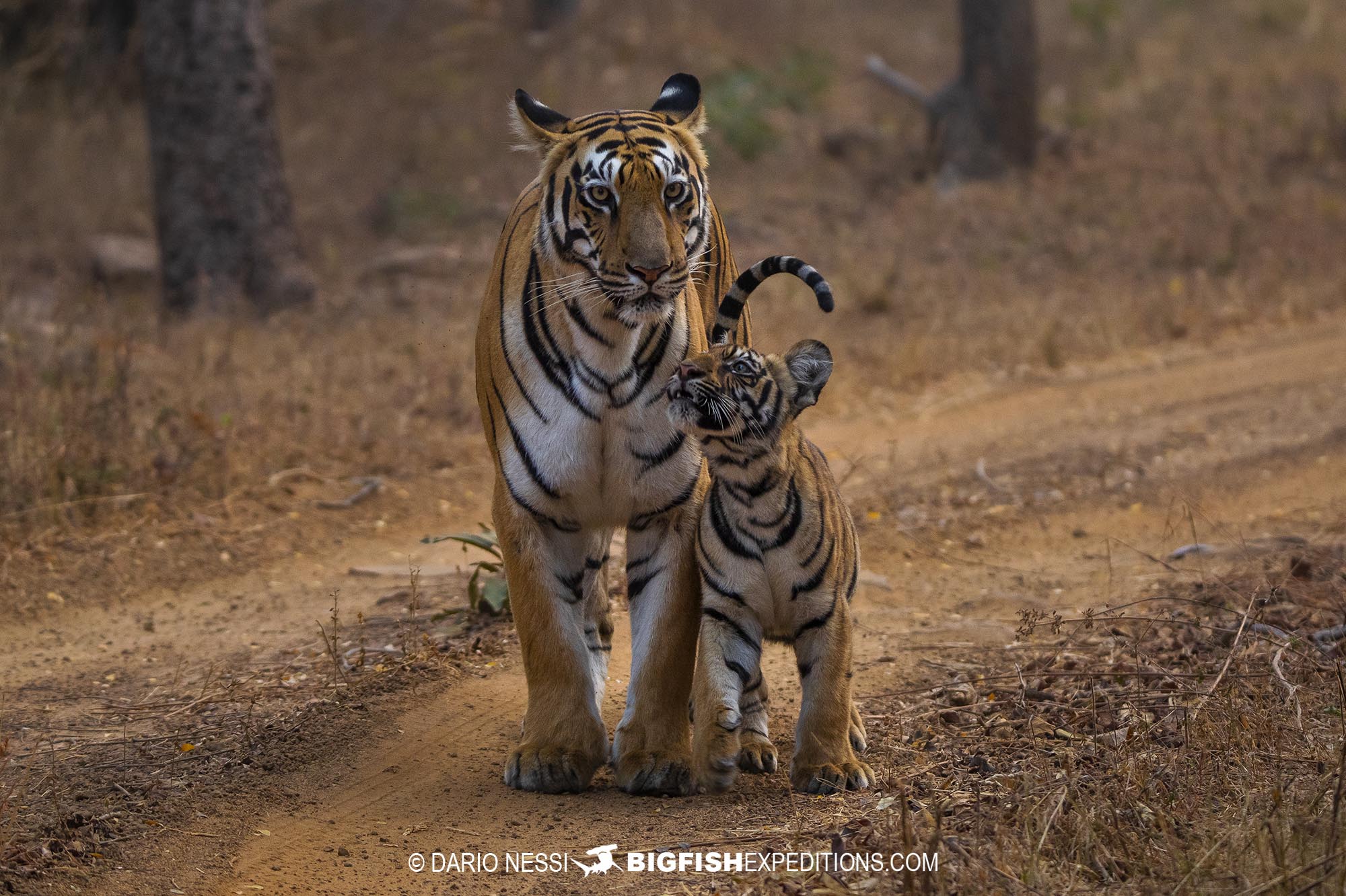 Tiger photography tour in Tadoba National Park, India.