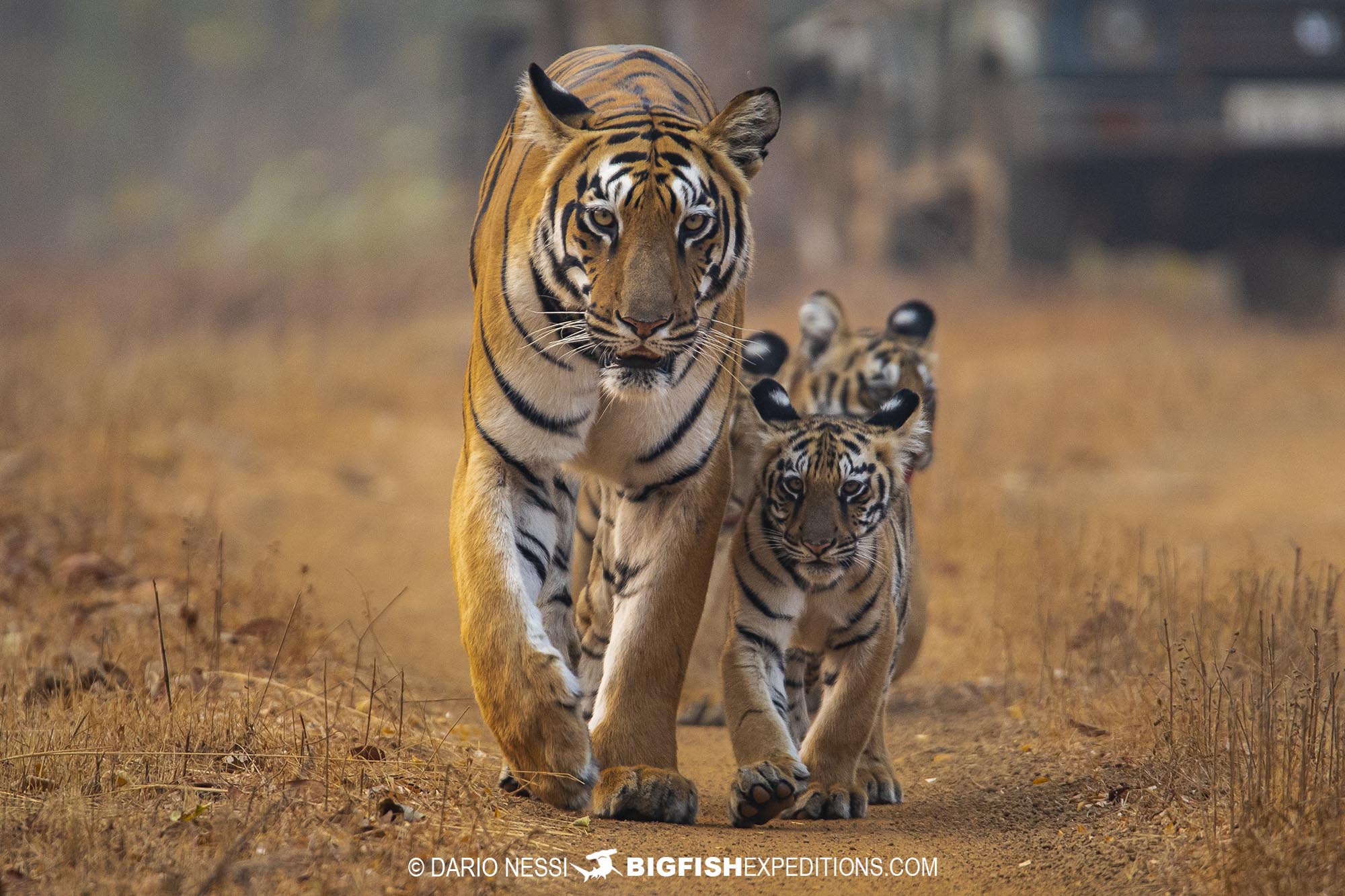 Tiger mother and cubs. Wildlife photography tour in Tadoba National Park, India.
