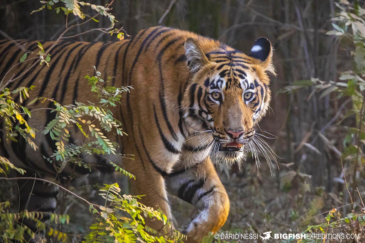 Tiger Photography Tour in Tadoba National Park, India.