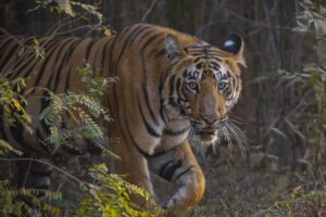 Tiger photography tour in Tadoba National Park, India.