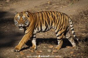 Tiger photography tour in Tadoba National Park, India.