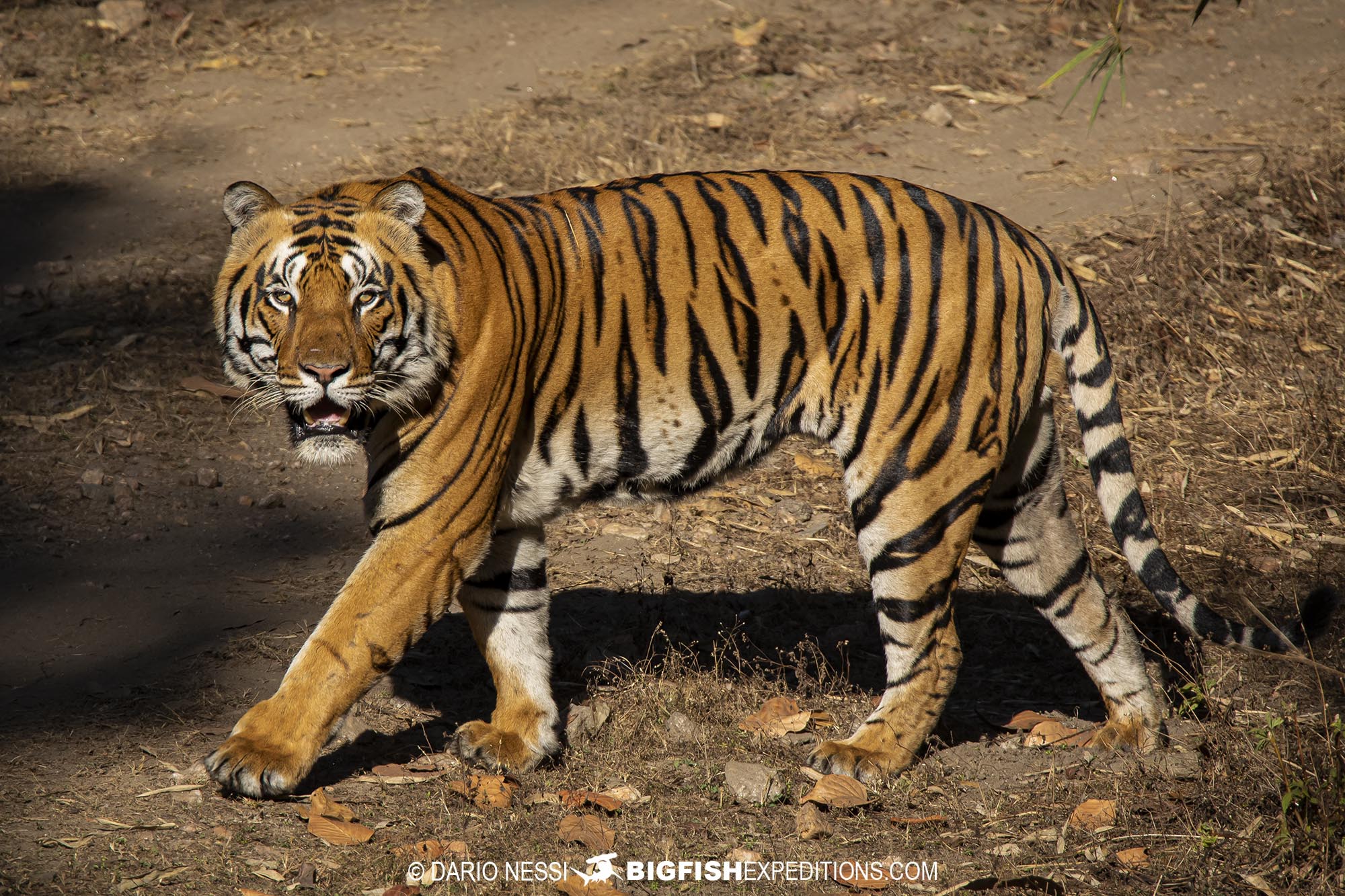 Tiger photography tour in Tadoba National Park, India.