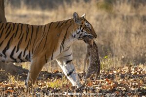 Tiger carrying prey in Tadoba National Park, India.