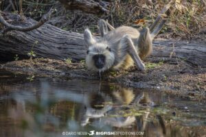 Grey Langur in India. Tiger Tour.
