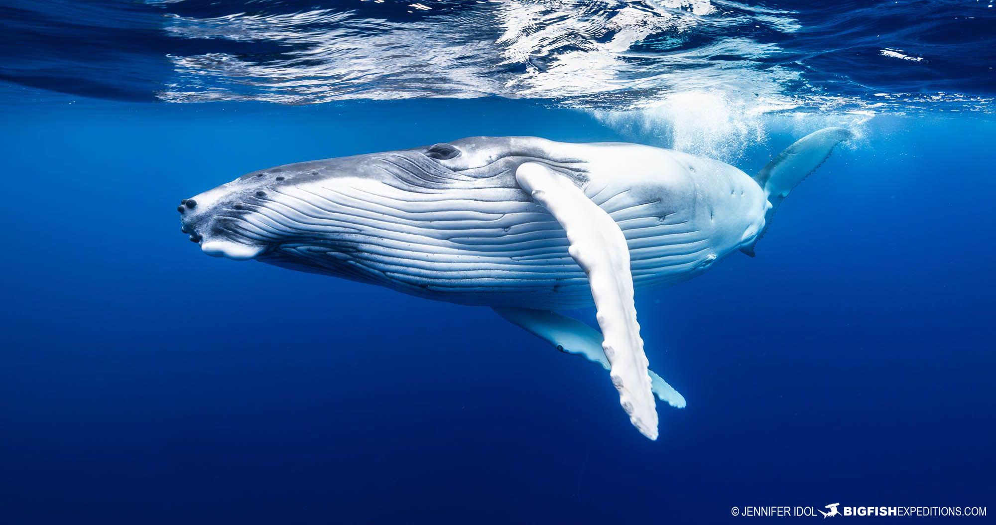 Humpback Whale Snorkeling tour in Rurutu, French Polynesia.