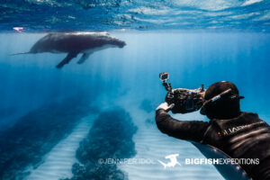 Snorkeling with humpback whales in Rurutu, French Polynesia.