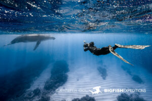 Snorkeling with humpback whales in Rurutu, French Polynesia.