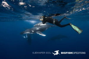 Snorkeling with humpback whales in Rurutu, French Polynesia.