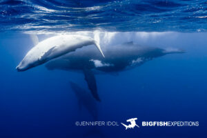 Snorkeling with humpback whales in Rurutu, French Polynesia.