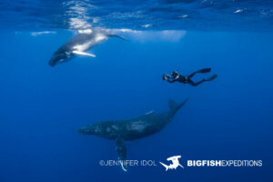 Snorkeling with humpback whales in Rurutu, French Polynesia.
