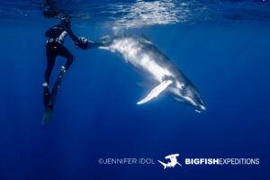 Snorkeling with humpback whales in Rurutu, French Polynesia.