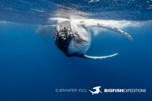 Snorkeling with humpback whales in Rurutu, French Polynesia.