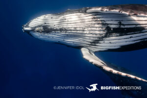 Snorkeling with humpback whales in Rurutu, French Polynesia.
