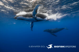 Snorkeling with humpback whales in Rurutu, French Polynesia.