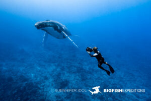 Snorkeling with humpback whales in Rurutu, French Polynesia.
