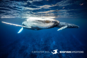 Snorkeling with humpback whales in Rurutu, French Polynesia.
