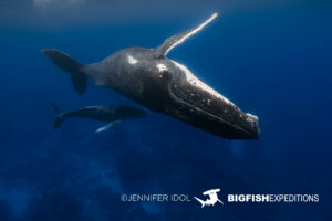 Snorkeling with humpback whales in Rurutu, French Polynesia.