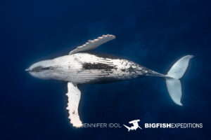 Snorkeling with humpback whales in Rurutu, French Polynesia.