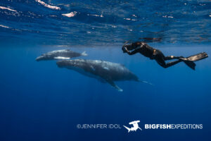 Snorkeling with humpback whales in Rurutu, French Polynesia.