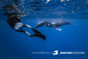 Snorkeling with humpback whales in Rurutu, French Polynesia.