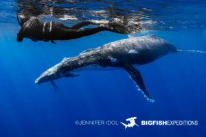 Snorkeling with humpback whales in Rurutu, French Polynesia.