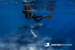 Snorkeling with humpback whales in Rurutu, French Polynesia.