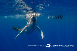 Snorkeling with humpback whales in Rurutu, French Polynesia.