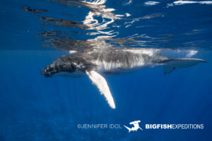Snorkeling with humpback whales in Rurutu, French Polynesia.