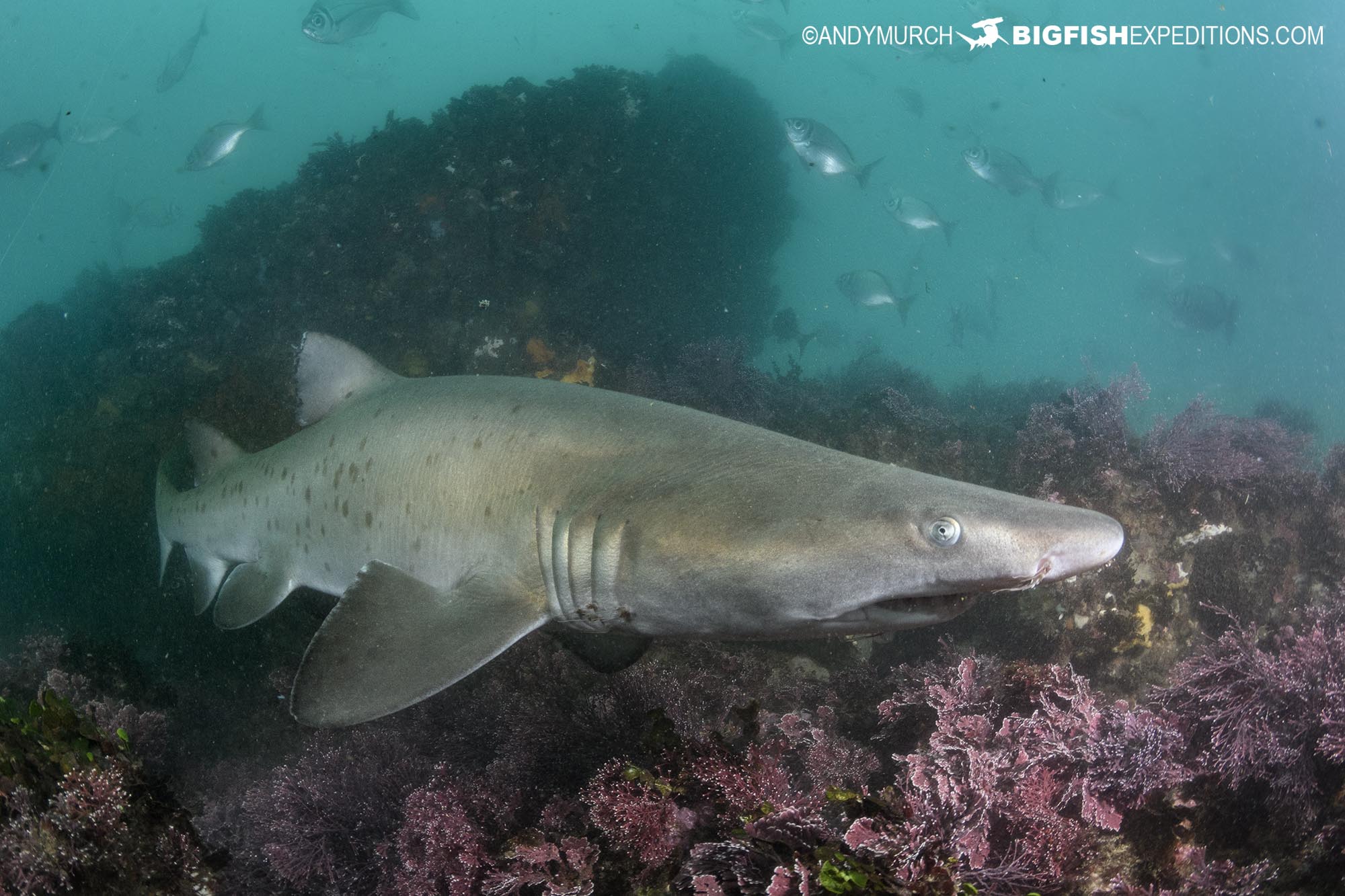 Very small Raggedtooth Shark in East London, South Africa.