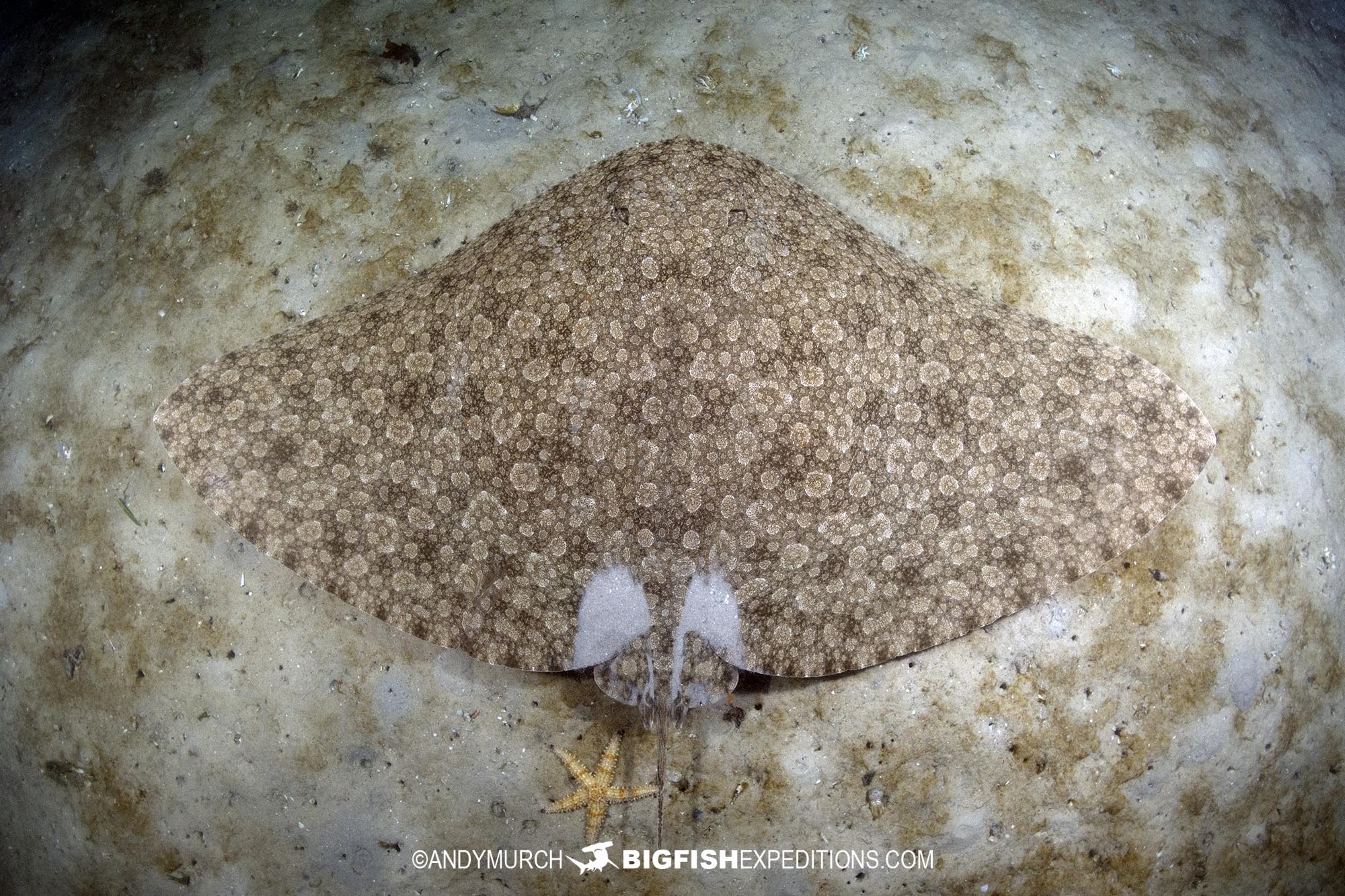 Backwater butterfly ray diving in South Africa.