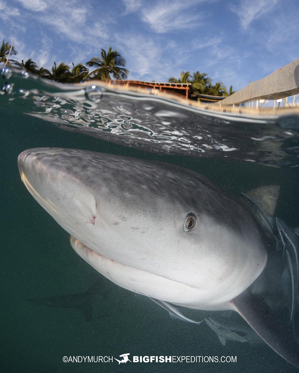 Bull shark diving and photography tour in the Bahamas.