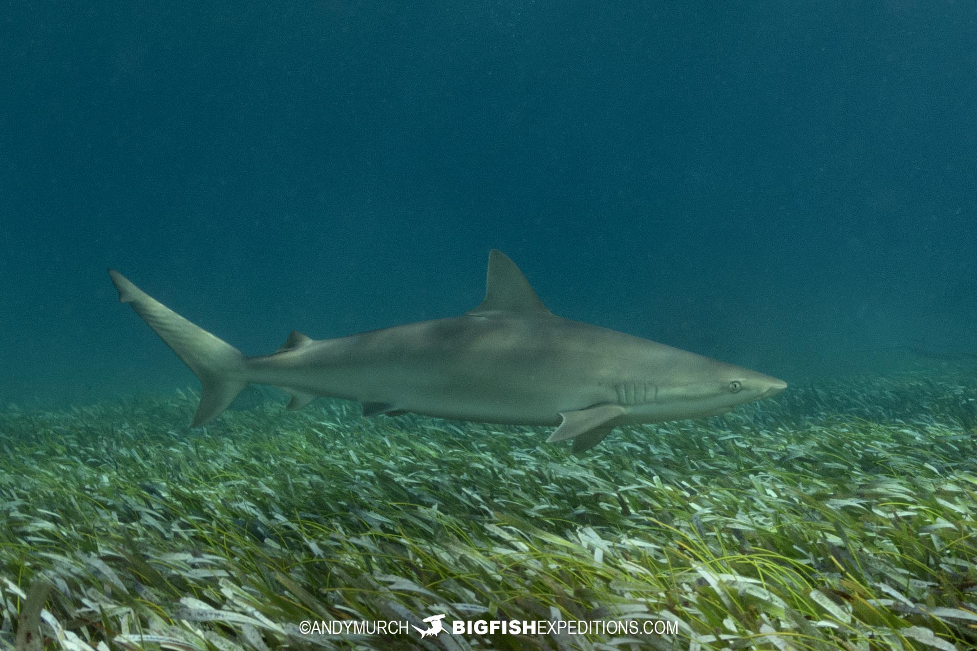 Blacknose shark.