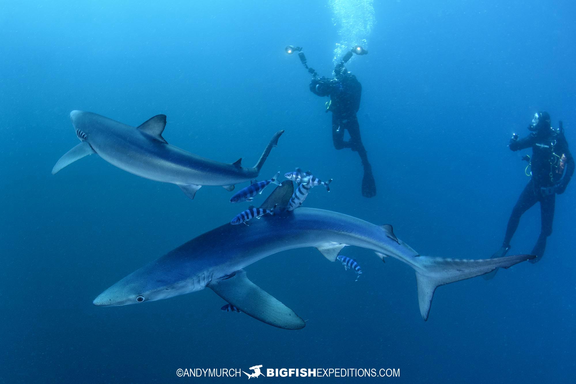 Diving with blue sharks in South Africa.