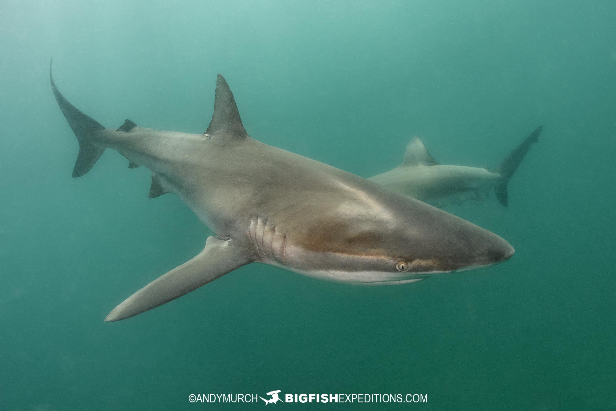 Bronze whaler shark dive in False Bay, South Africa.