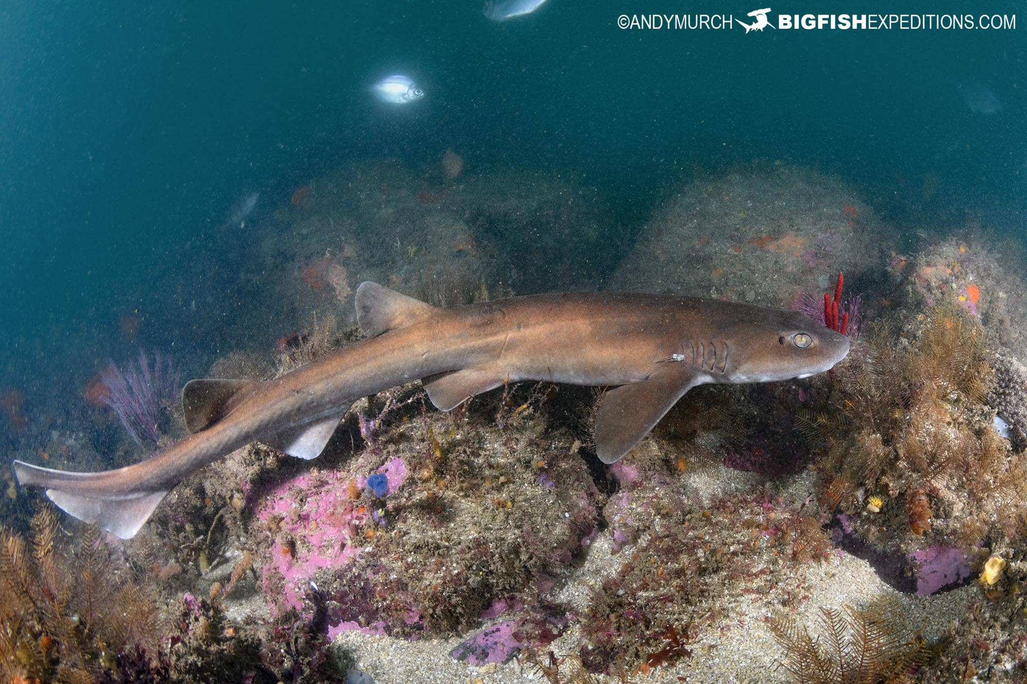 Brown Shyshark - Haploblepharus fuscus. East London, South Africa. Shark Diving Safari.