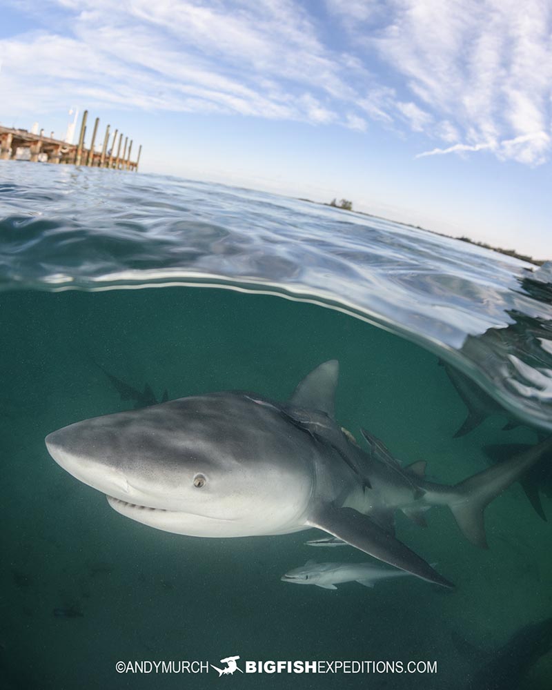 Bull Shark underwwater photography in Bimini, Bahamas.