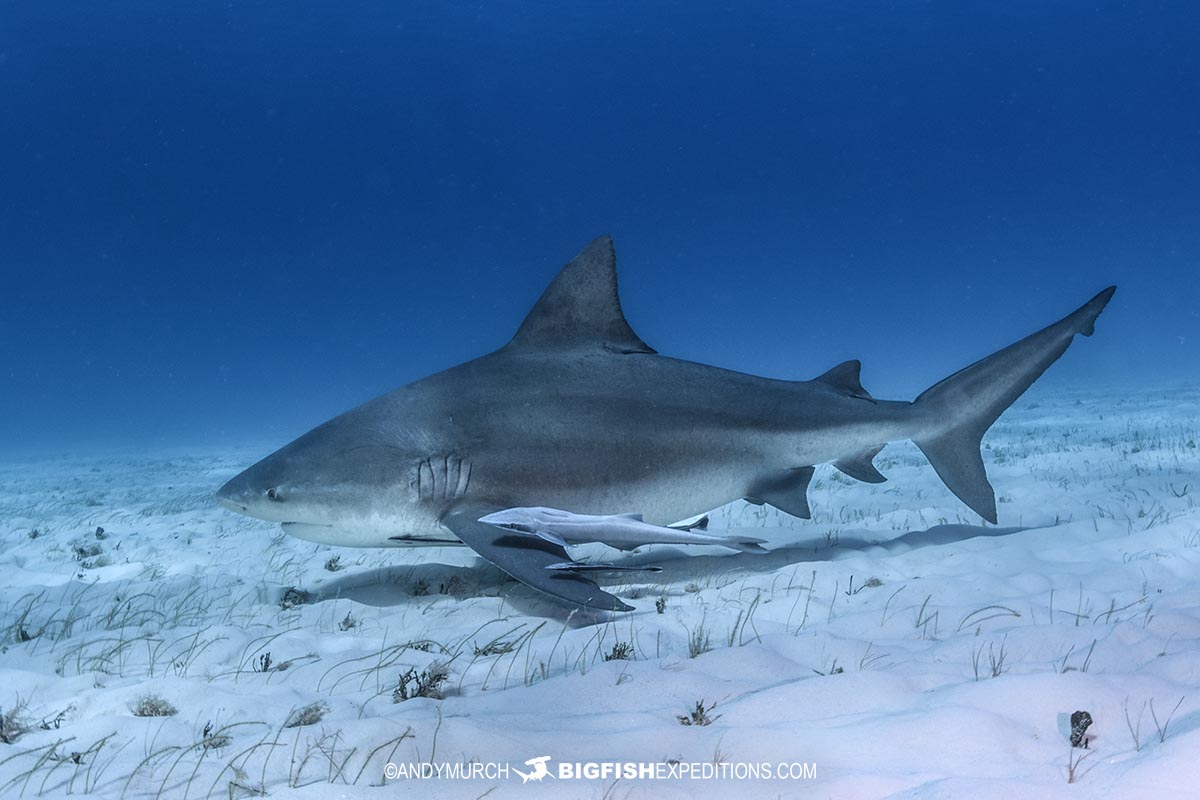 Bull shark in Bimini, Bahamas.