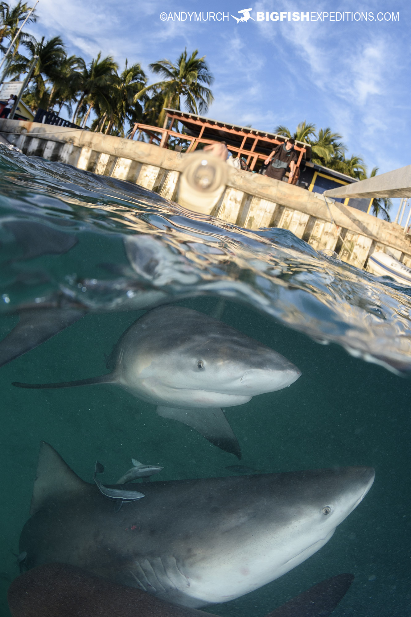 Bull shark over-under photography session.