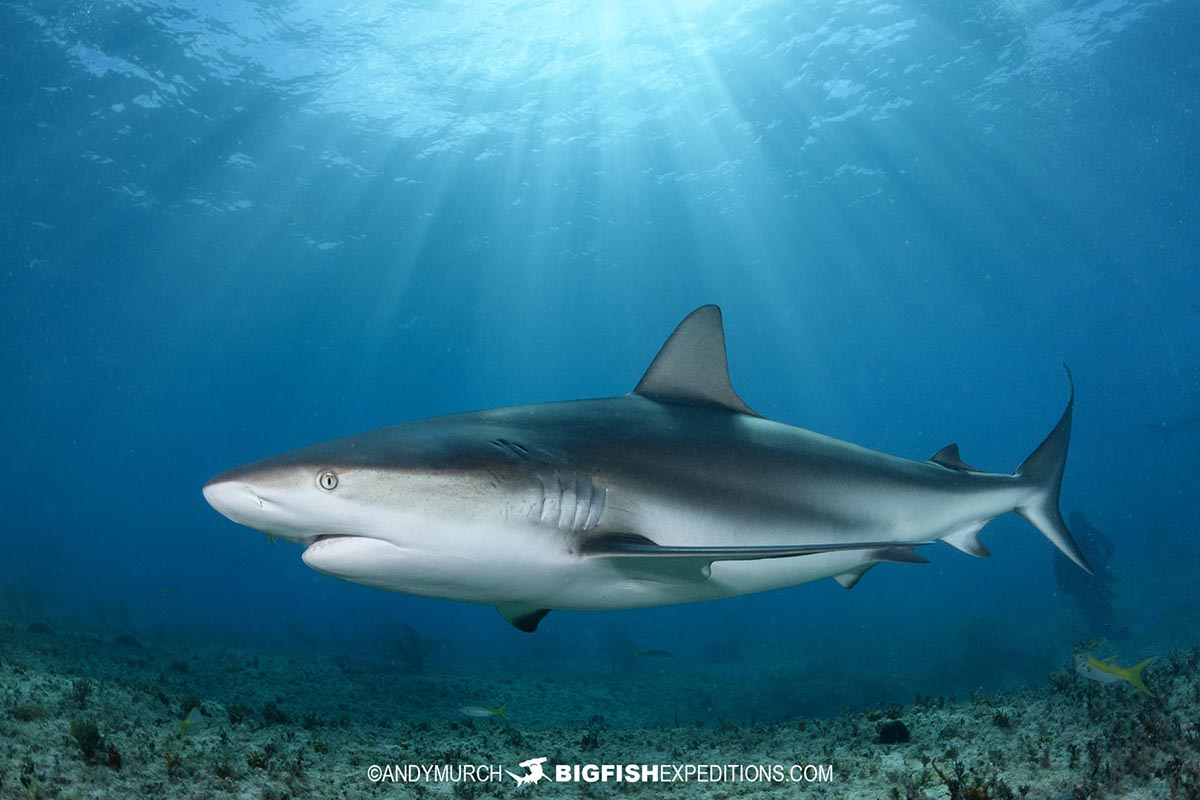 Caribbean reef shark dive in the Bahamas.