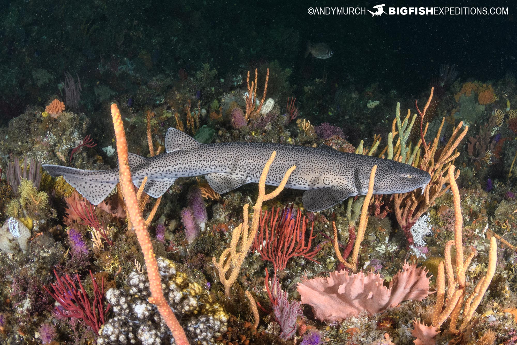 Leopard Catsharks at Riy Banks during our South African Shark Safari.