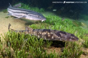 Dark shyshark dive in False Bay.