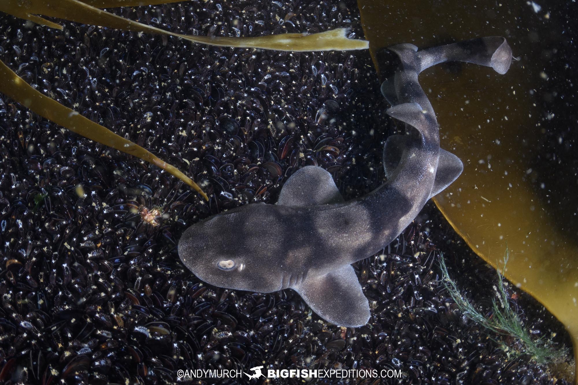 Dark Shyshark diving in Langebaan, South Africa.