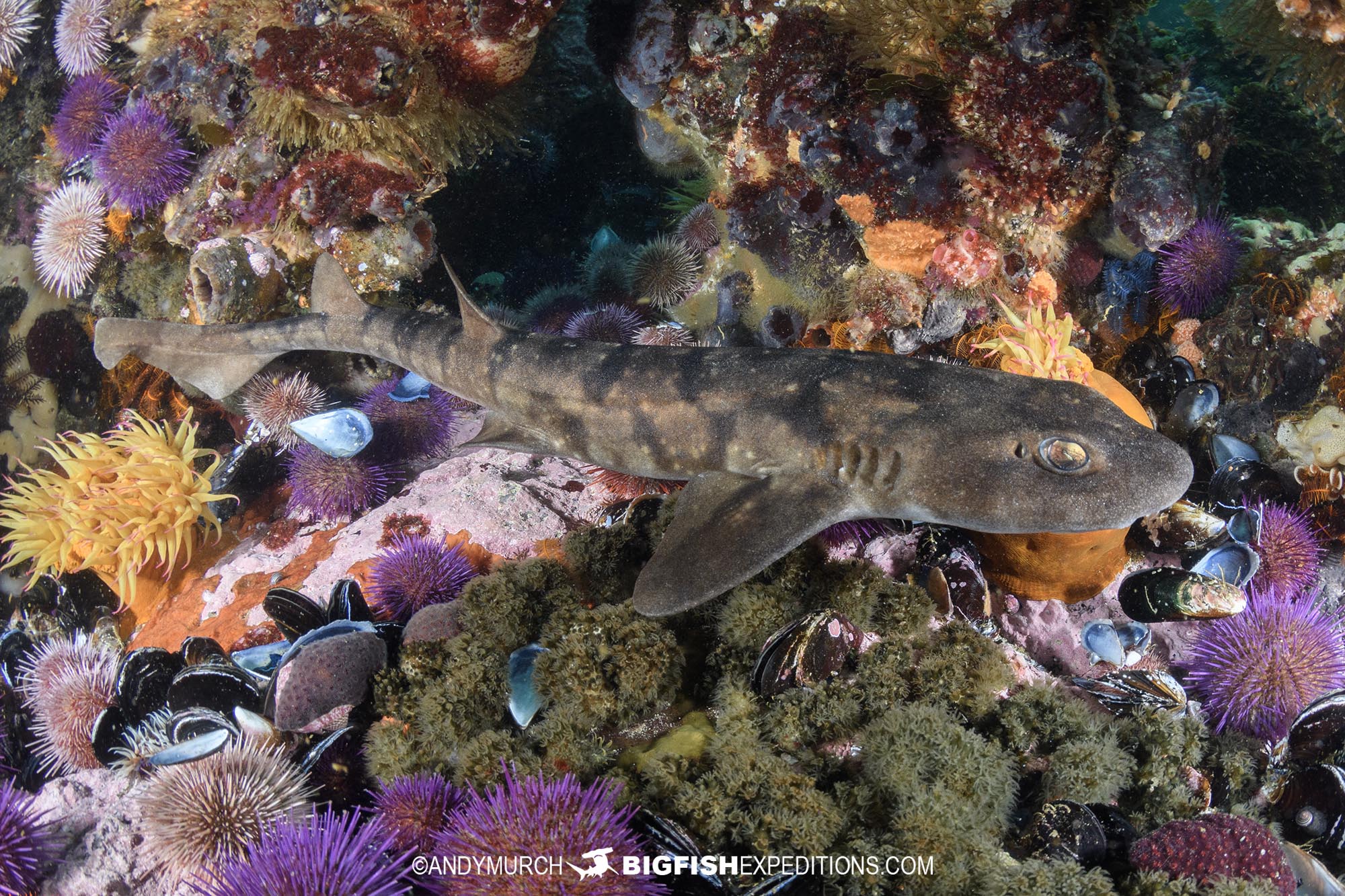 Dark shyshark in False Bay.