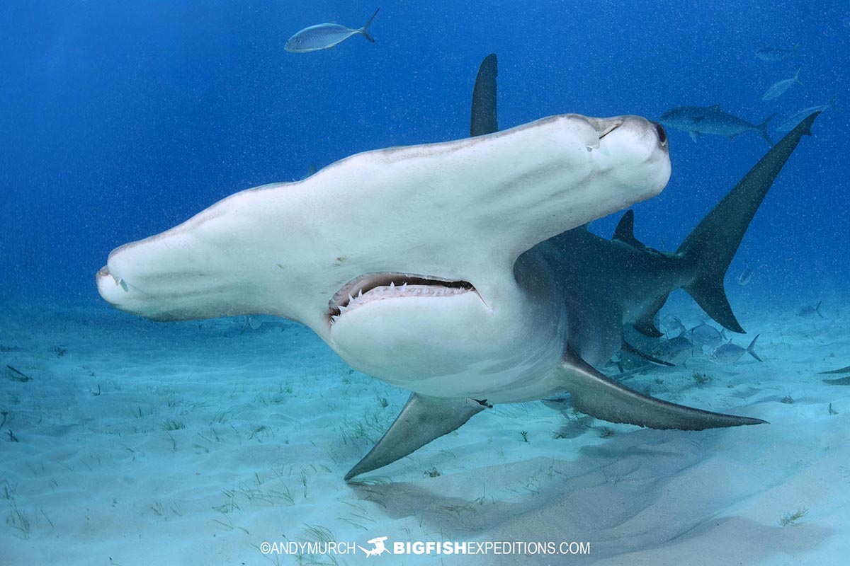 Diving with great hammerheads in Bimini.
