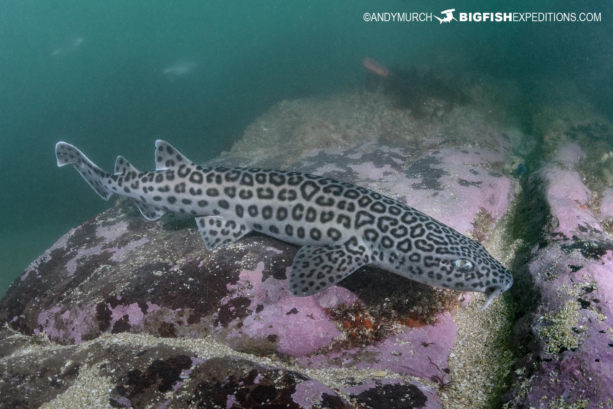 East London morph Leopard Catshark.