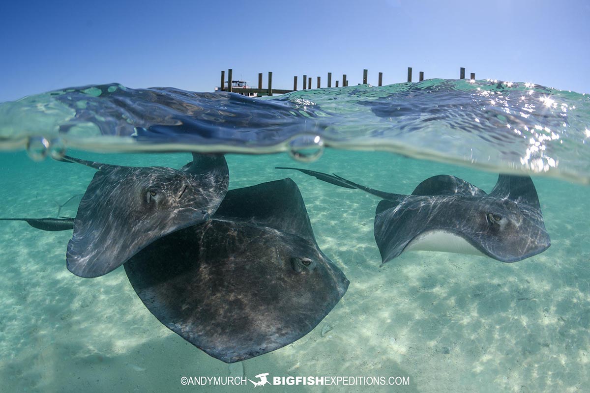 Snorkeling with southern stingrays in the Bahamas.