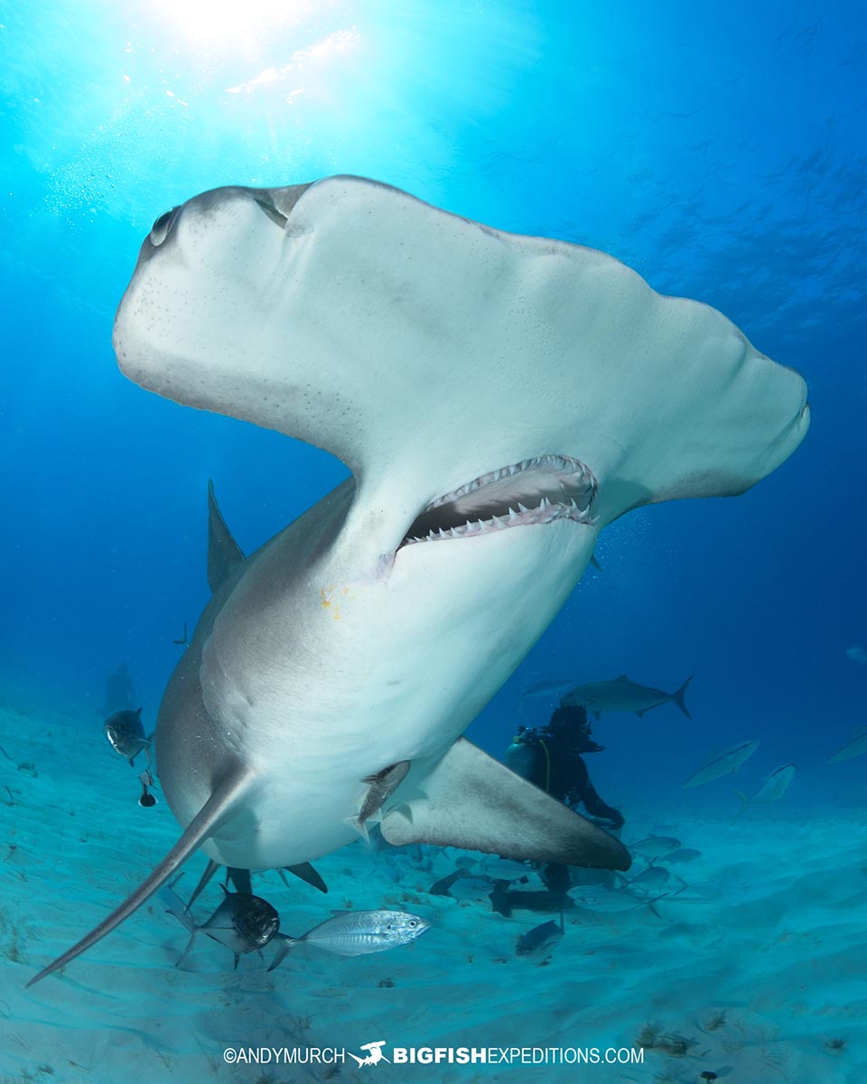 Great hammerhead shark diving in the Bahamas.