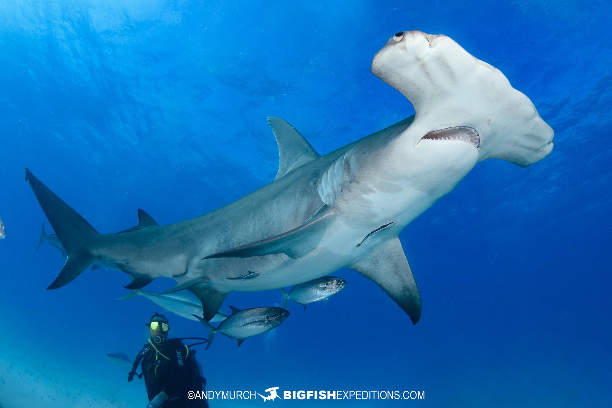 Diving with great hammerhead sharks in the bahamas