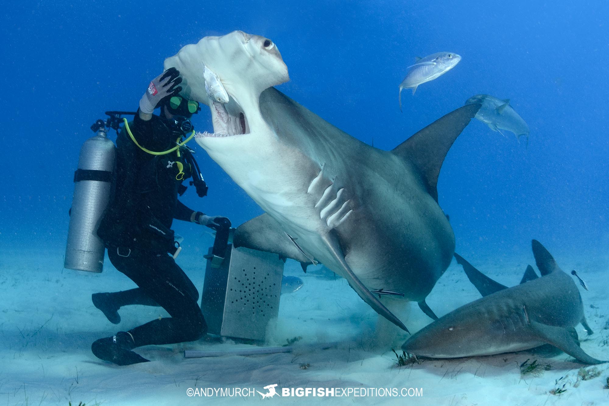 Diving with great hammerhead sharks in the bahamas